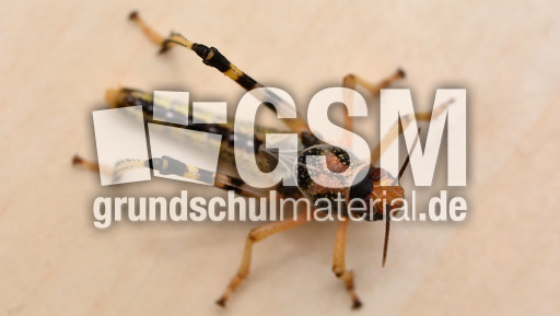 Afrikanische Wüstenwanderheuschrecke (10).jpg